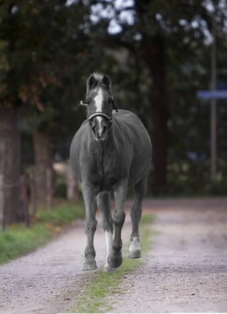 gray horse on color