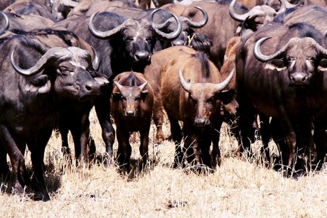 Buffels, Krugerpark
