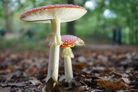 Op een mooie paddenstoel.........
