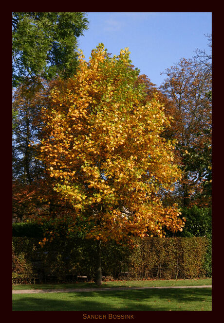 Tree by Fall