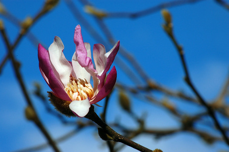 Magnolia souleanga