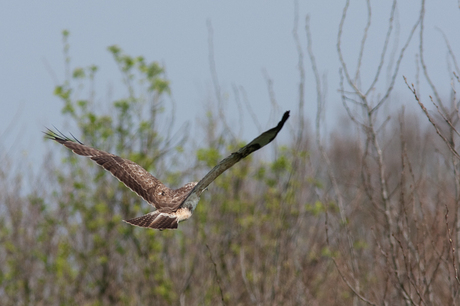 Buizerd