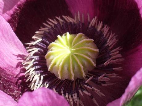 Papaver