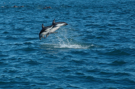 Dusky Dolphins samen op pad