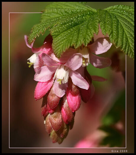 Ribes