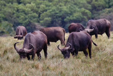 Afrikaanse Buffels