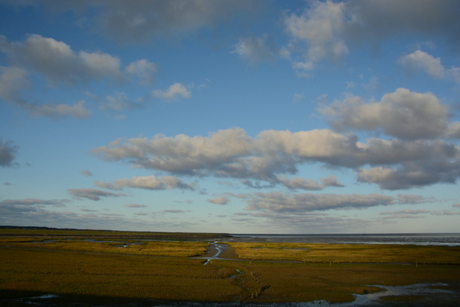 Kwelder Terschelling