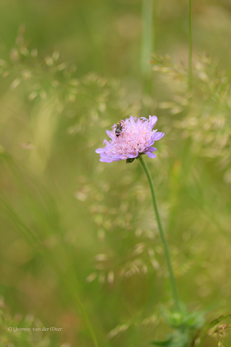 Scabiosa....