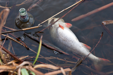Te diep in het glaasje gekeken?