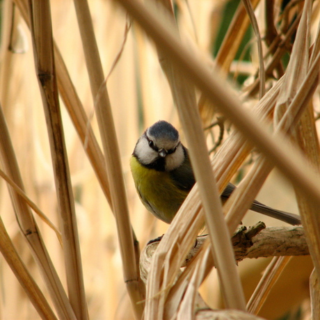 Blue Tit