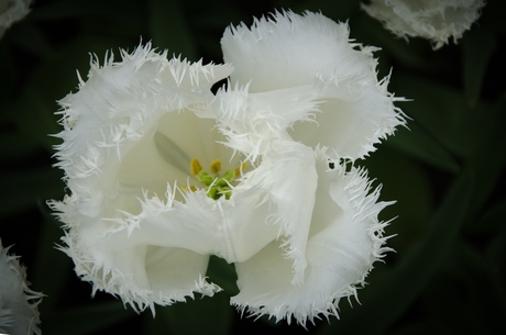 Keukenhof