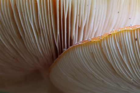 Abstract mushroom