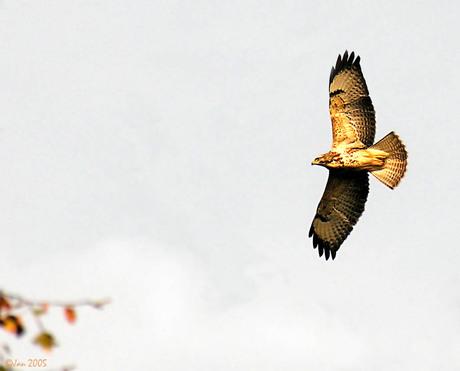 Buizerd