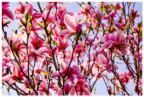 spring art 6 magnolia