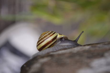 Cepaea nemoralis slak