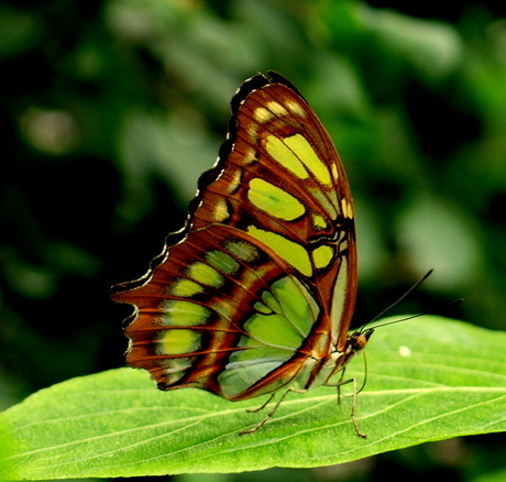 siproeta stelenes.