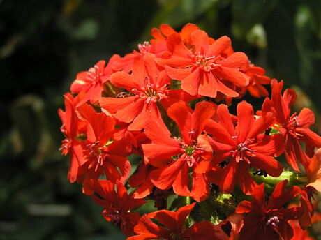 Lychnis (brandende liefde).JPG