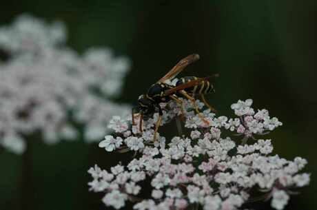 Wesp op bloem