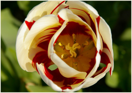 Tulp wit-rood