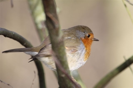 roodborst in de zon