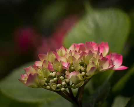 Hortensia