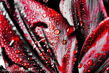 Hot drops on cool flower