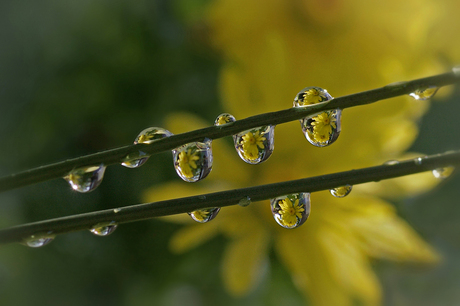 SUNNY DROPLETS IN A ROW