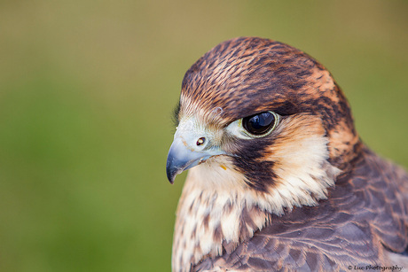 Roofvogel