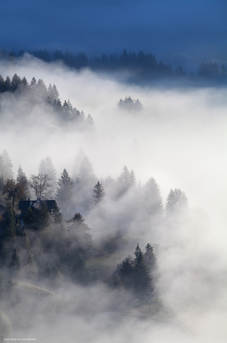 Growing in the fog