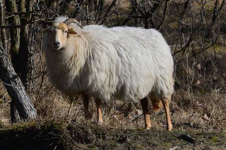 Opgewekte schaap