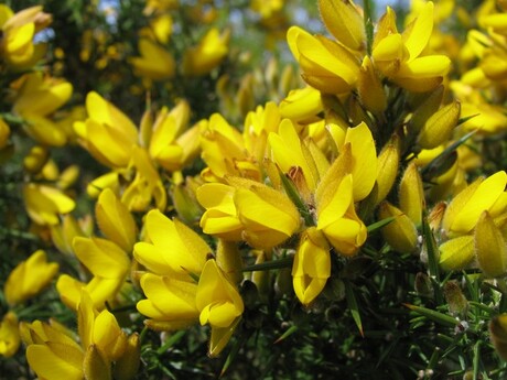 Bloemen in de duinen