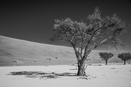 Sossusvlei, Namibie