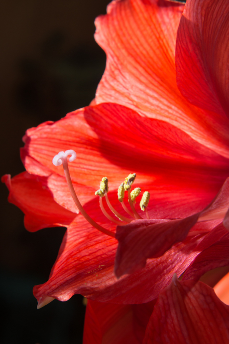 Voortplanting in red