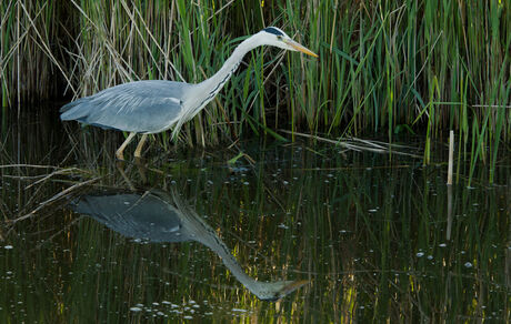 Reiger geduldig vissen