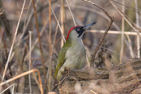 Groene Specht