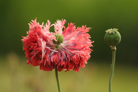 bloemen