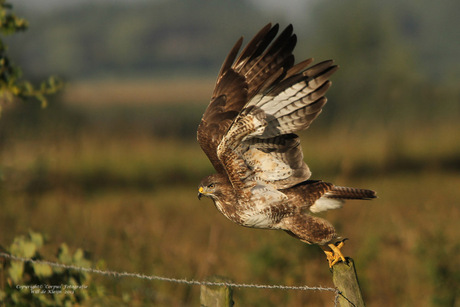 Buizerd