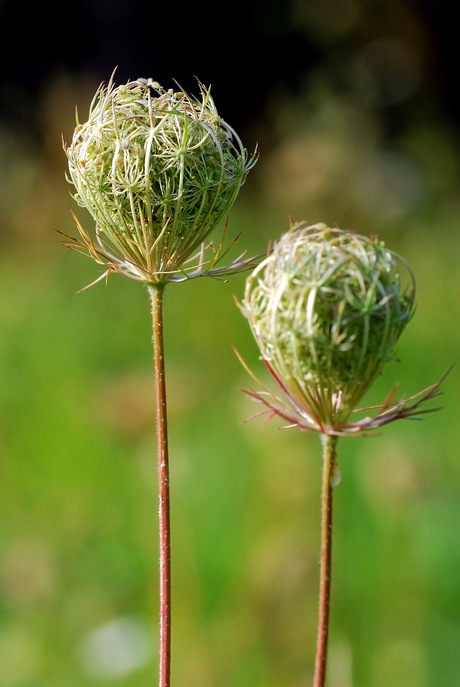 Schermbloem na bloei....