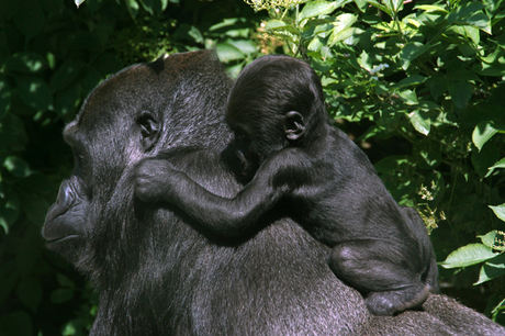 kleine gorilla