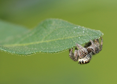 Zebraspin