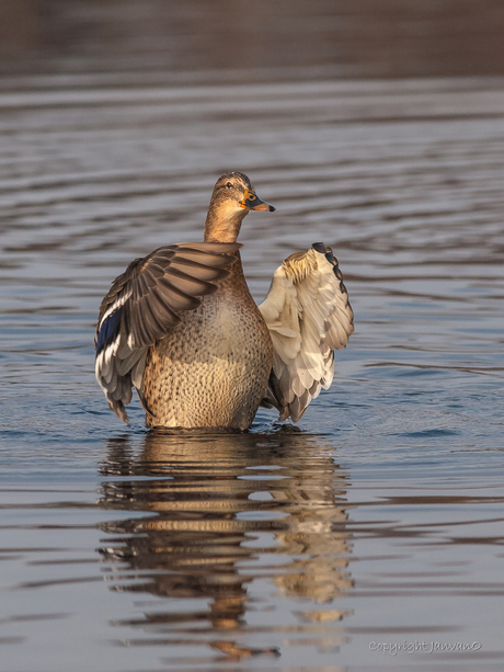 Wild Duck Dance