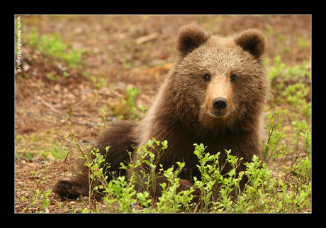 Finland: Teddybeer, maar dan echt