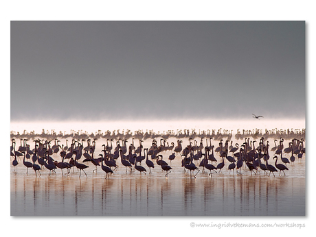 Nakuru Waking