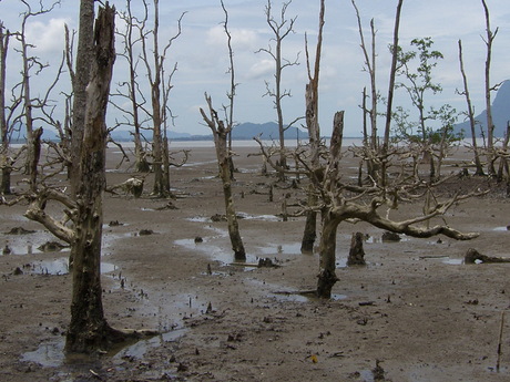 mangrove Borneo