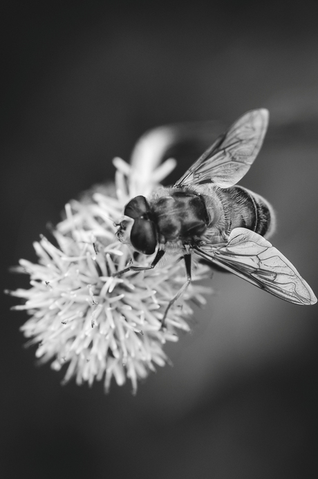 Black and White Bee...