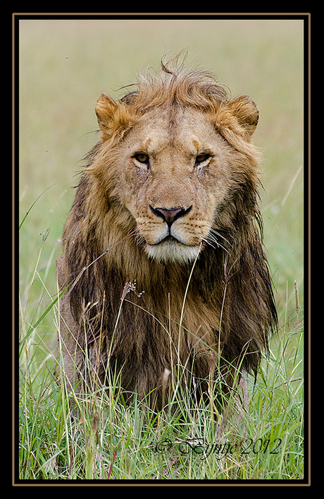 Leeuw Masai Mara