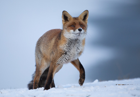 Vos in de sneeuw