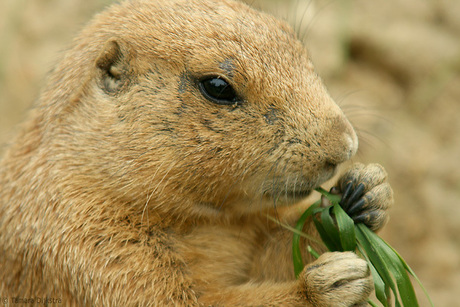 Prairiehondje