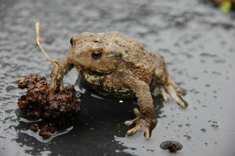 Een pad in de tuin