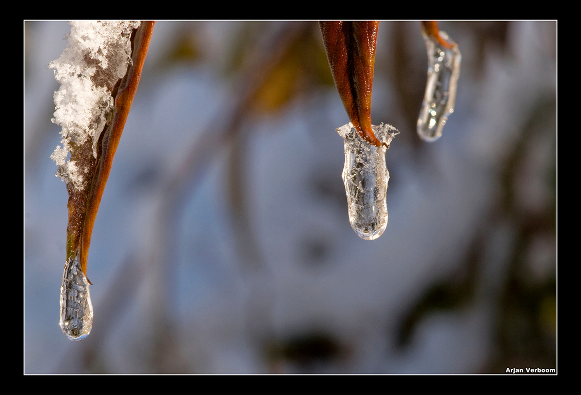 Frozing Leafs - Een aantal dagen geleden ben ik de deur uitgegaan om eens wat foto's te maken op plekken waar de sneeuw begon te smelten. Door de macrolens leverde d - foto door arjanverboom op 13-02-2010